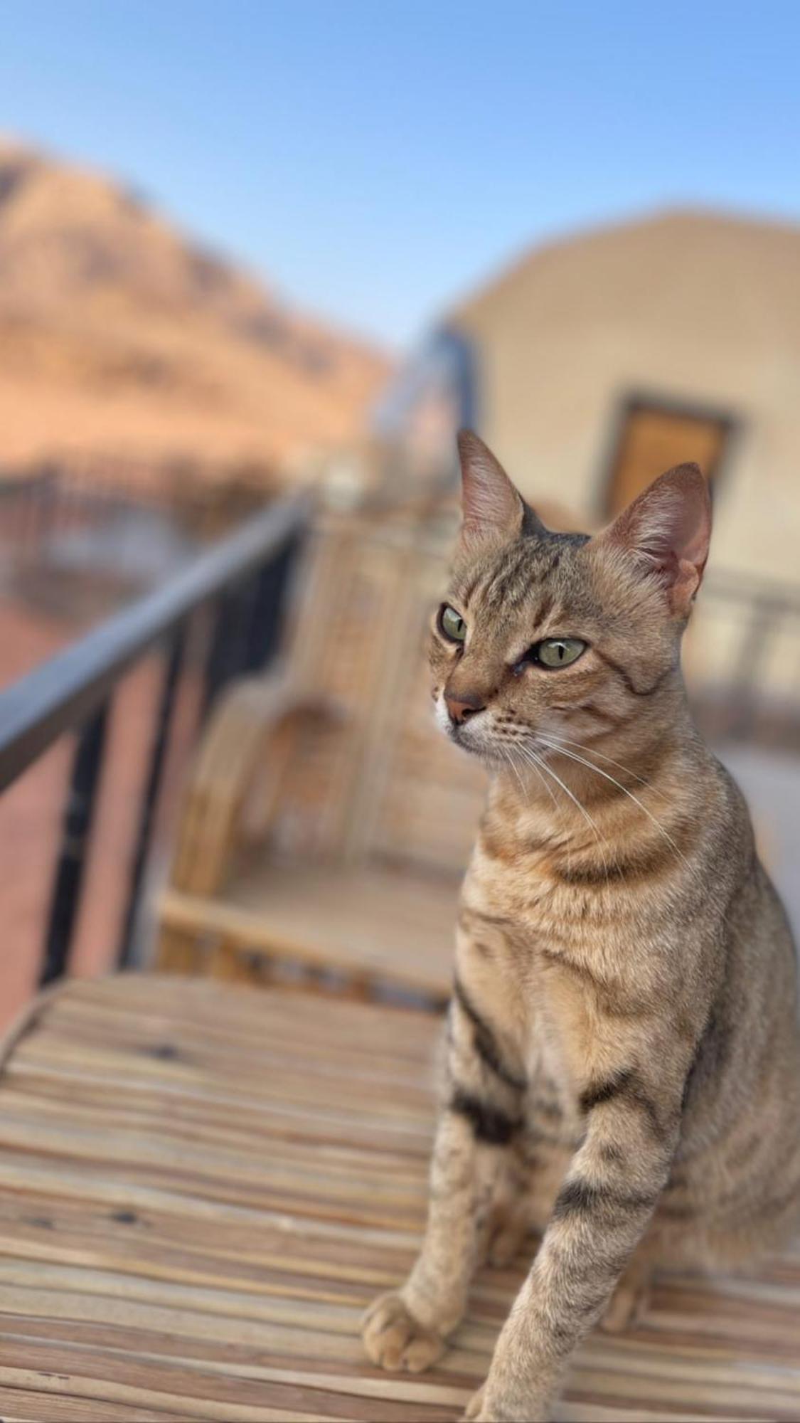 Daniela Camp Ram Vadisi Dış mekan fotoğraf