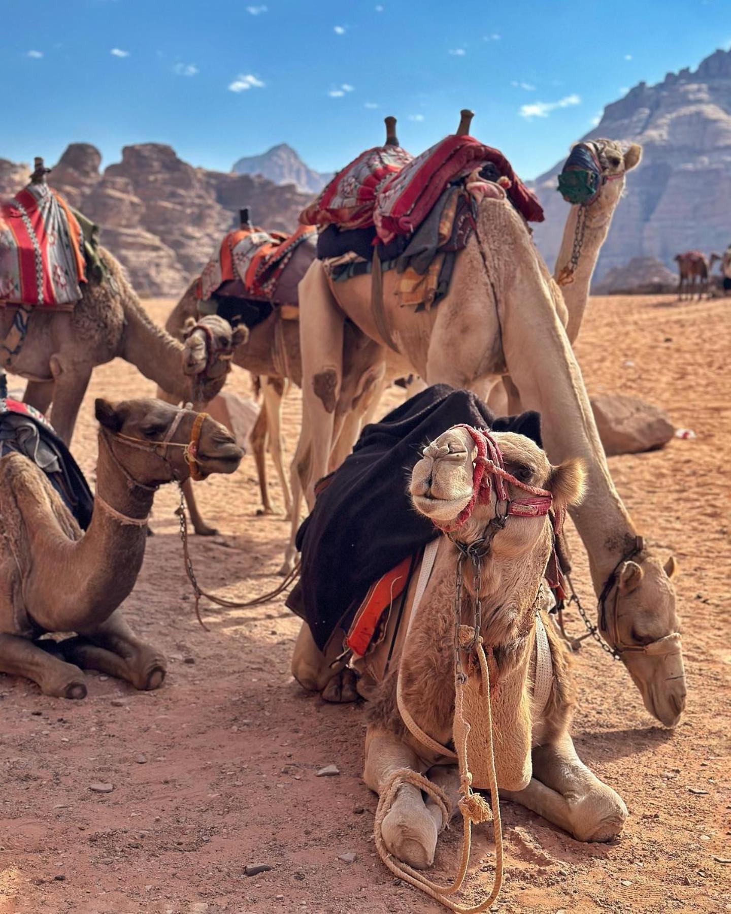 Daniela Camp Ram Vadisi Dış mekan fotoğraf
